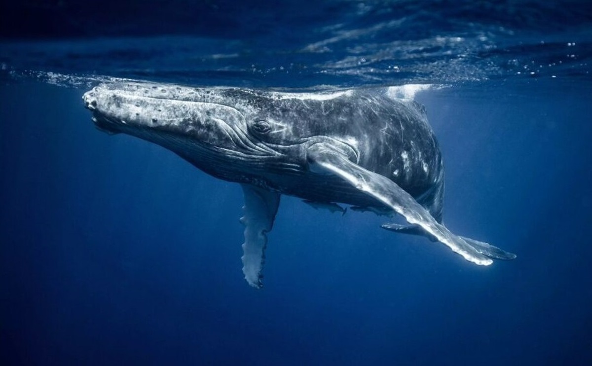 دانشمندان برای اولین‌ بار با نهنگ صحبت کردند