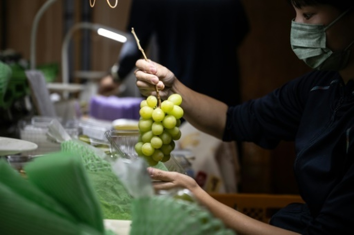 کپی سازی از میوه‌های ممتاز و بسیار گران ژاپنی/ چین و کره جنوبی نهال‌های ژاپن را می دزدند