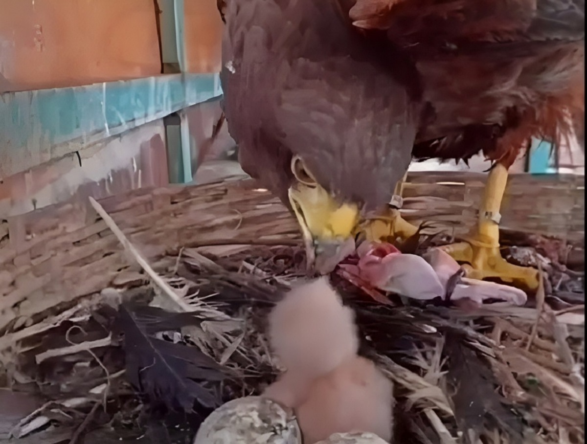 دقت عقاب مادر در غذا دادن به جوجه اش (فیلم)