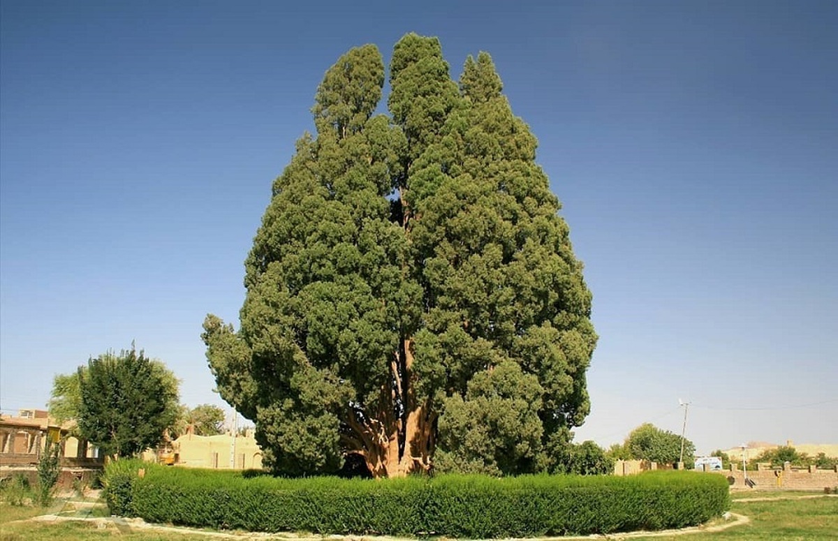 درختی در ایران که قبل از میلاد مسیح وجود داشت (فیلم)