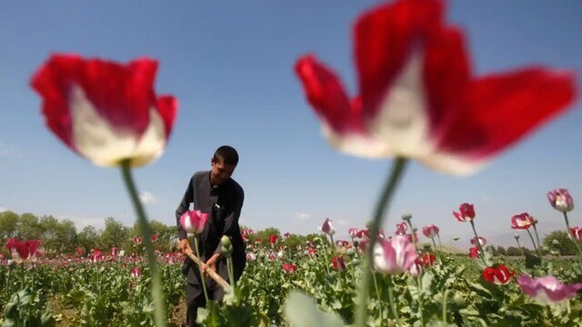 ستاد مبارزه با مواد مخدر: میزان درآمد کشاورزان افغانستانی از کشت تریاک ۳ برابر شده / افغانستان یکی از عمده‌ترین تولیدکنندگان مواد روانگردان است