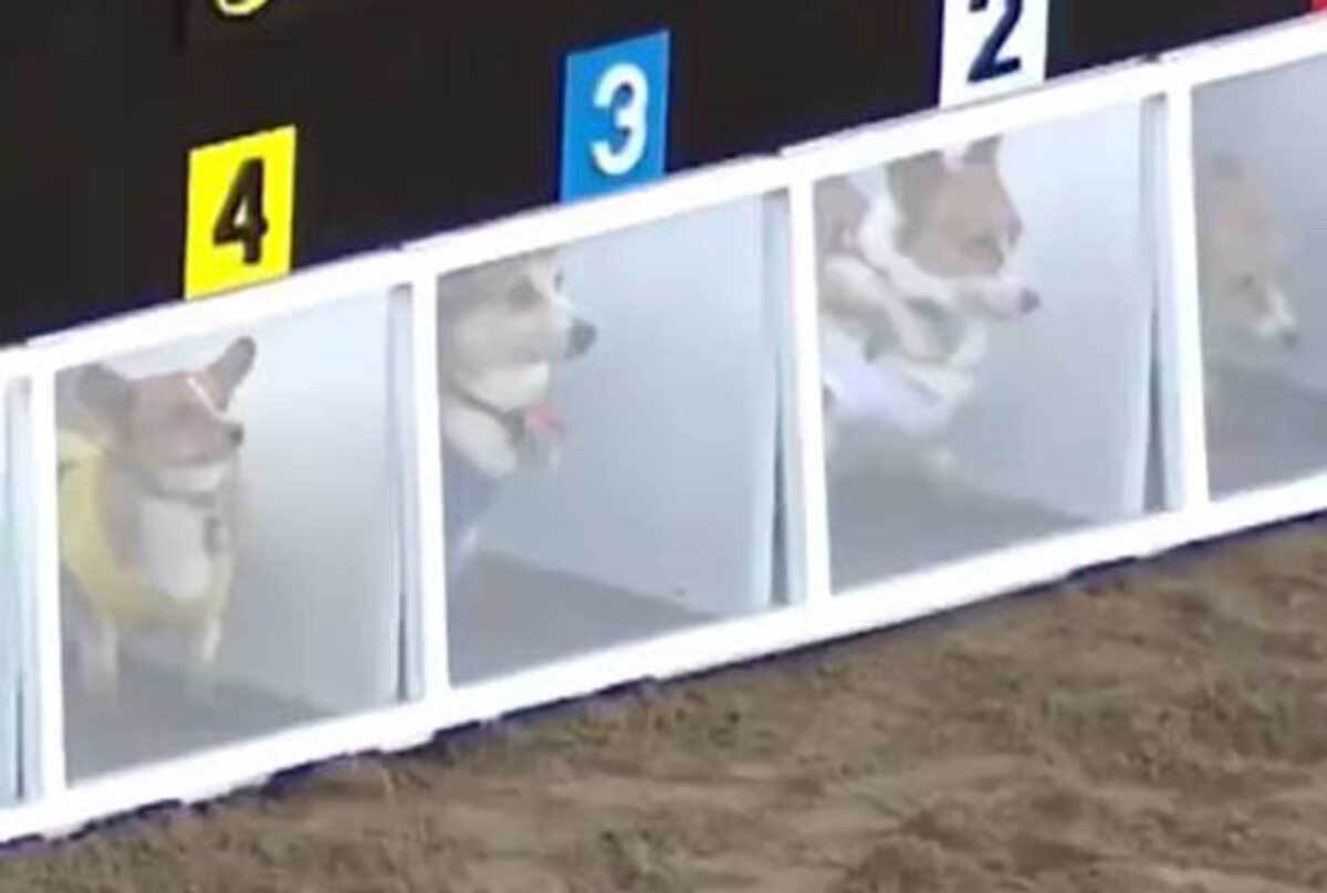 مسابقه سگ های پاکوتاه در زمین خاکی (فیلم)