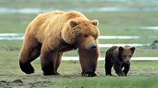 مشاهده دو قلاده خرس قهوه‌ای در فیروزکوه (فیلم)