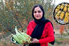 پخت متفاوت بلال به سبک بانوی روستایی ایرانی (فیلم)