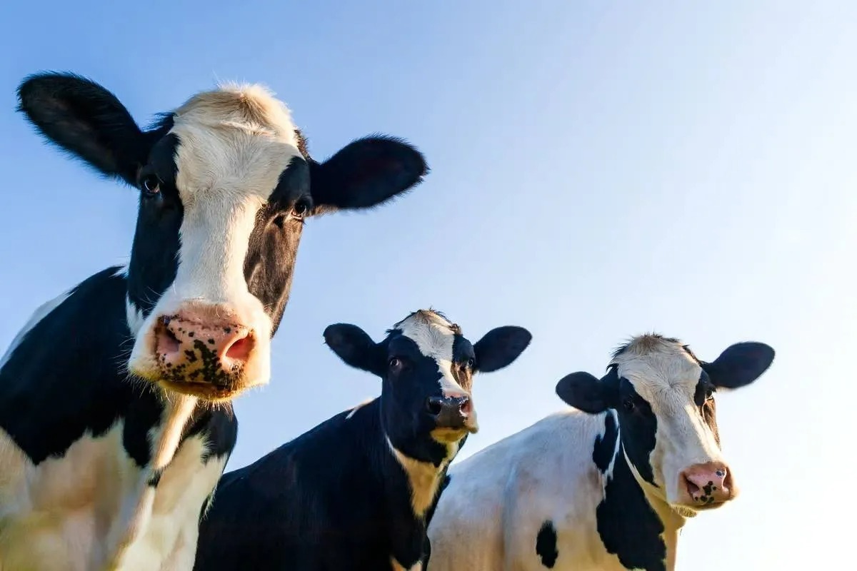 دانشمندان اولین گاو تراریخته جهان با توانایی تولید شیر حاوی انسولین را به دنیا آورده‌اند