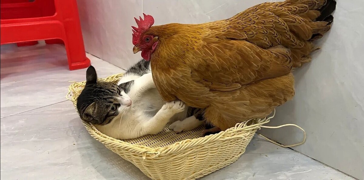 درگیری بامزه مرغ و گربه بر سر جای خواب (فیلم)