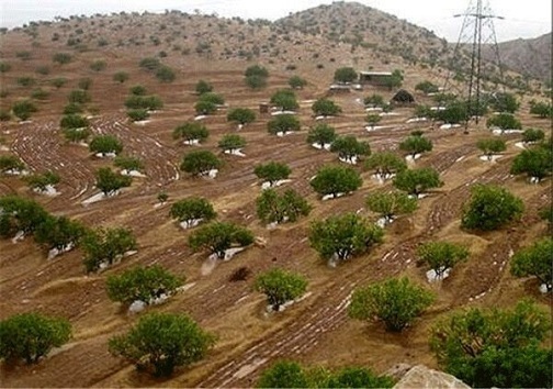 کاشت سالانه ۸۰ میلیون نهال؛ آیا مشابه جنگل‌های شمال در خوزستان ساخته می‌شود؟