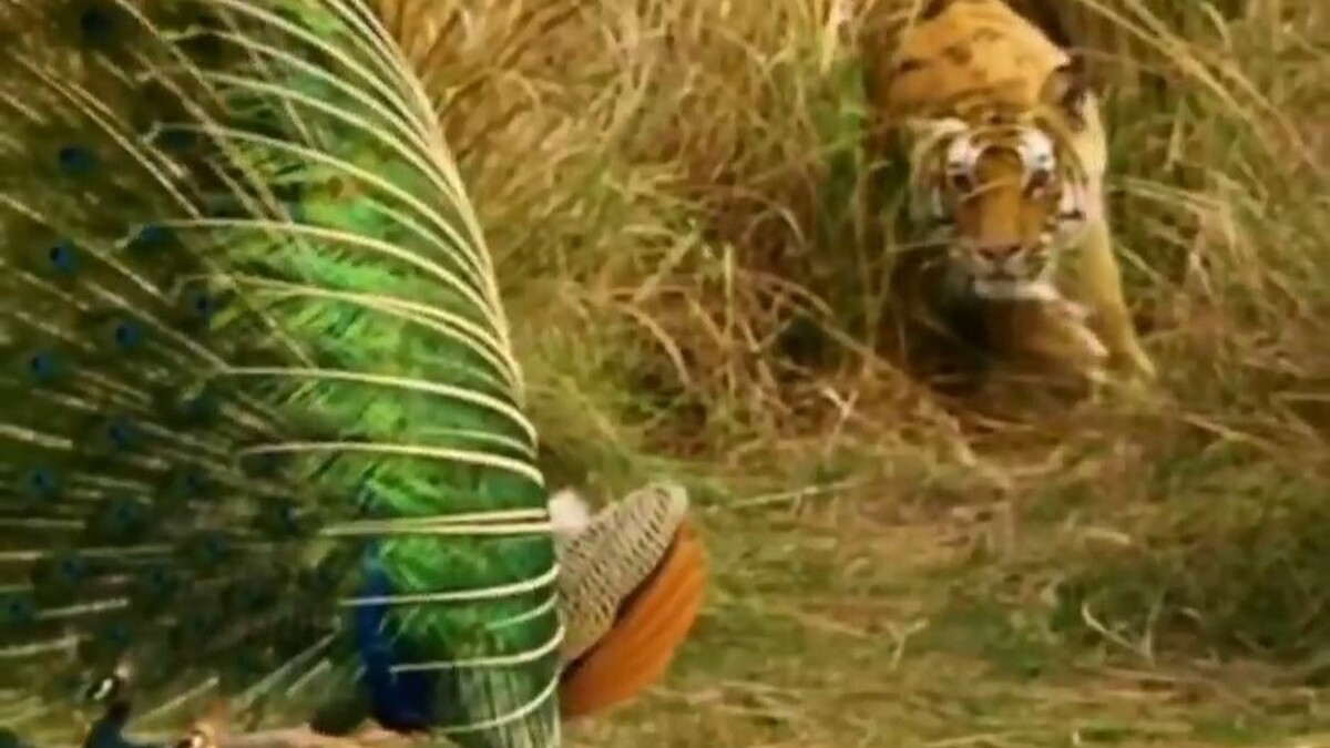 تلاش ببر برای شکار طاووس زیبا (فیلم)
