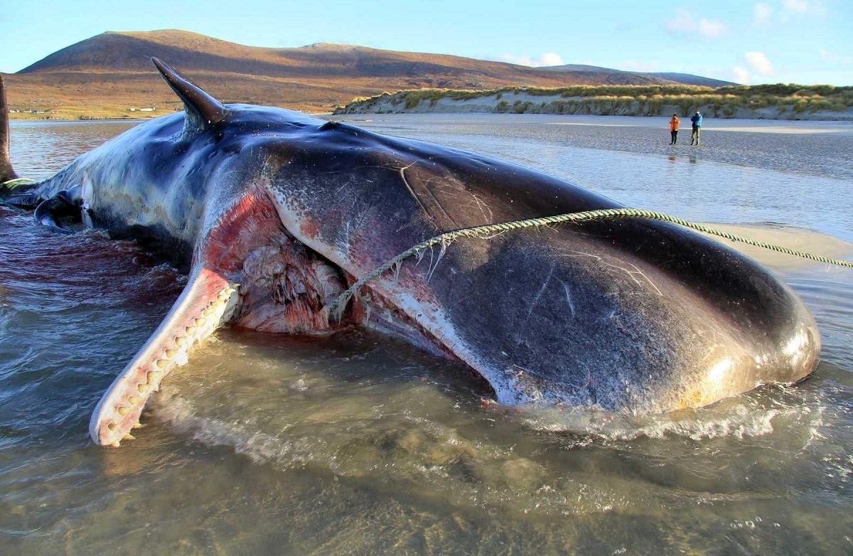 مهارت ماهیگیران نروژی در برش یک نهنگ غول پیکر (فیلم)