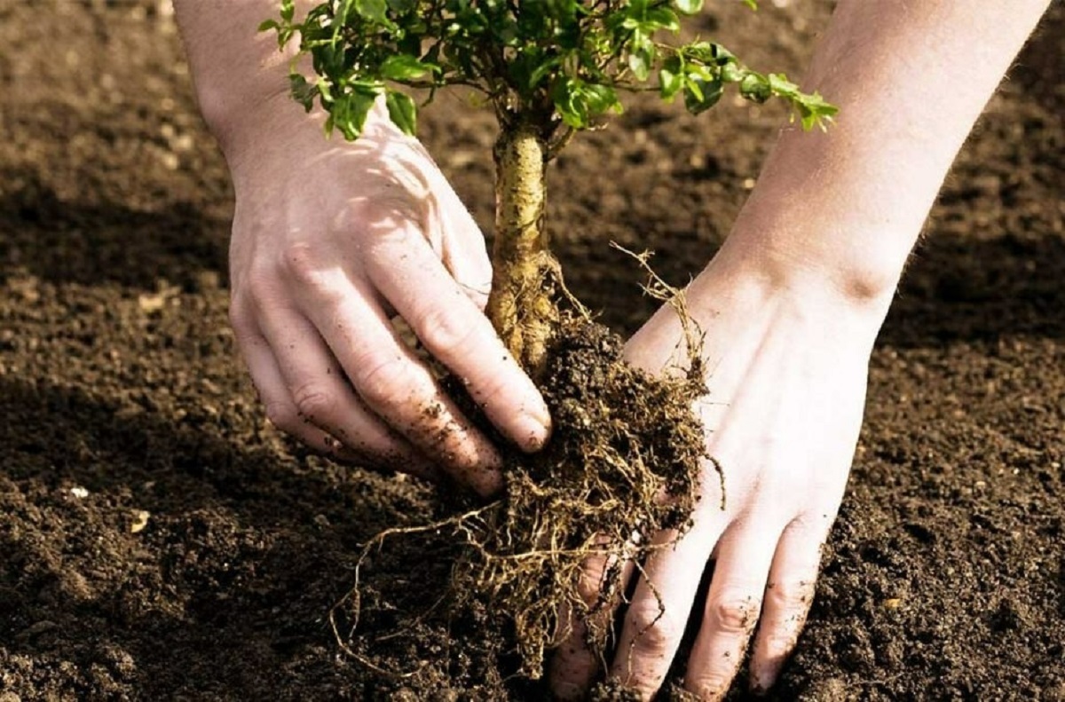 مطالعه جدید: کاشت درخت در مکان‌های نامناسب می‌تواند زمین را گرم‌تر کند