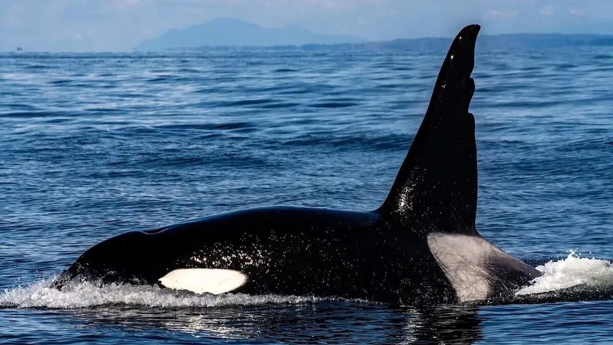 لحظه حمله نهنگ قاتل به کوسه بزرگ و شکار آن (فیلم)