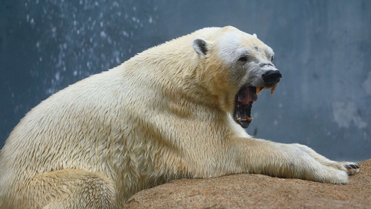شکار یک نهنگ توسط خرس‌های قطبی (فیلم)