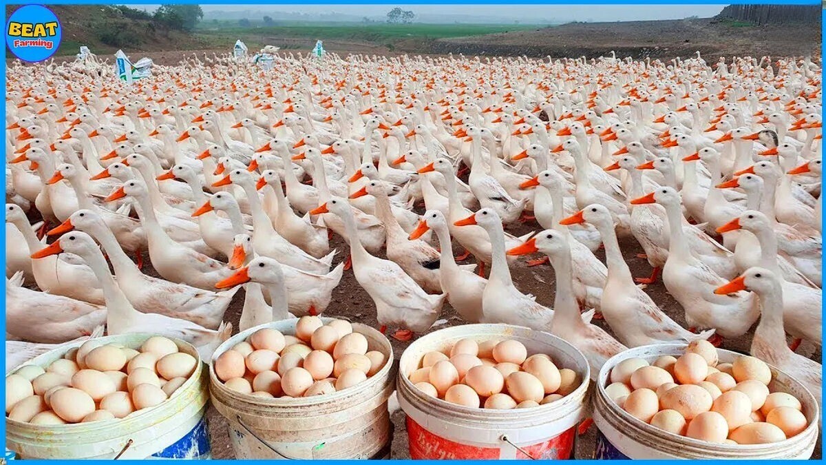 پرورش میلیون ها اردک در مزارع کشور چین (فیلم)