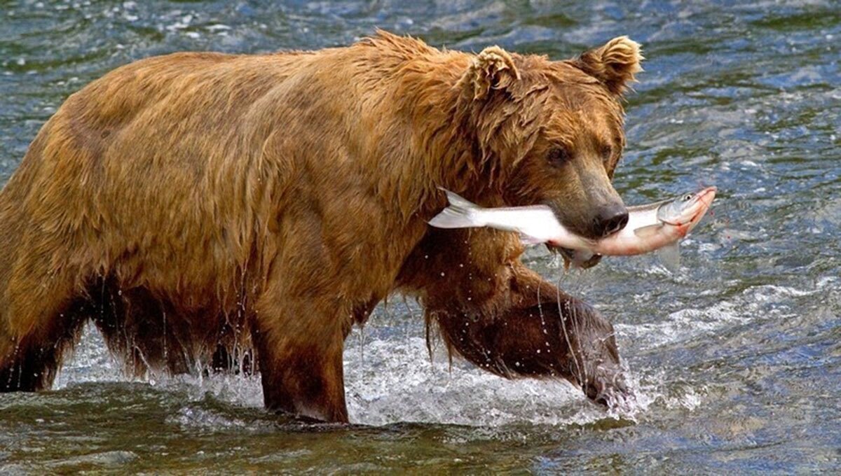تخصص این خرس در خوردن ماهی بسیار دیدنی است (فیلم)
