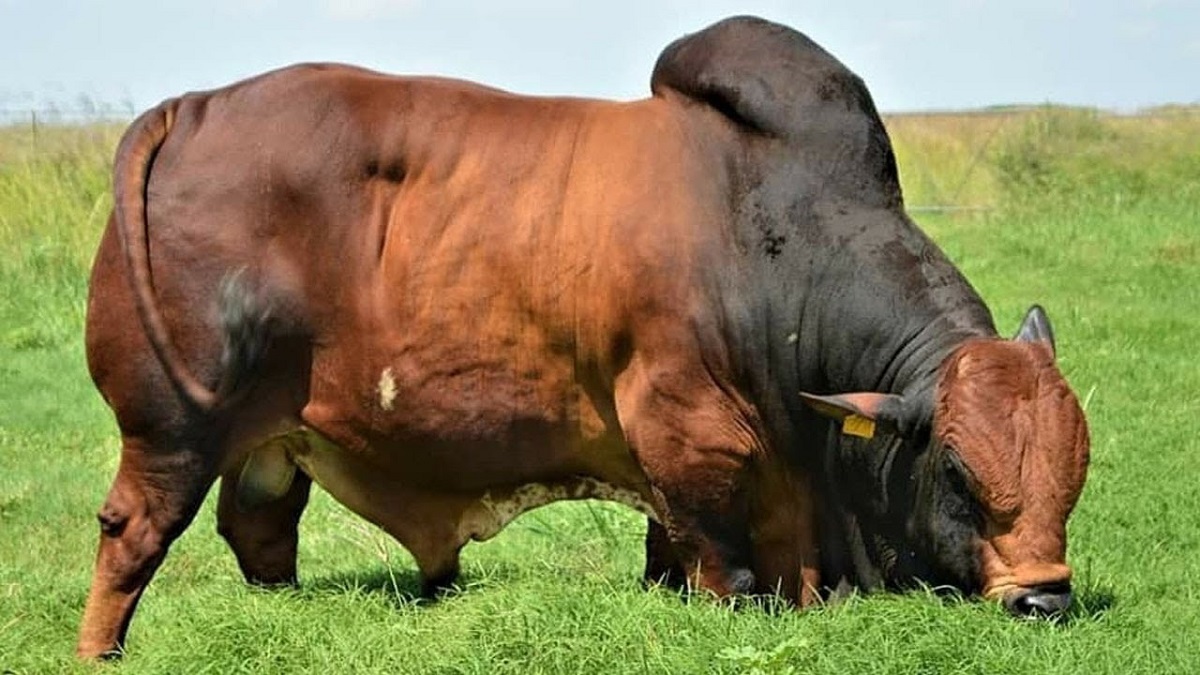سنگین وزن ترین گاوهای نر که وزن شان به بیش از 2 تن می رسد (فیلم)