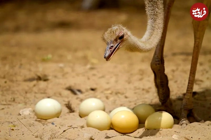 ۱۰ مورد از شگفت‌انگیزترین تخم‌های حیوانات