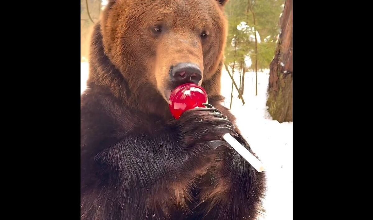 هدیه خوشمزه مرد جوان برای یک خرس (فیلم)