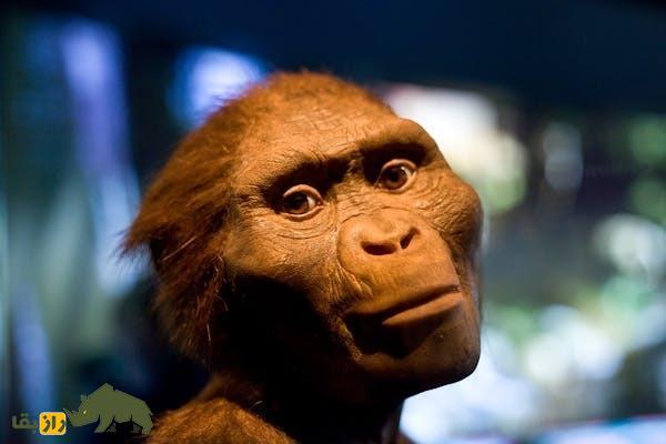 اولین «انسان» که بود و چگونه تکامل یافت؟