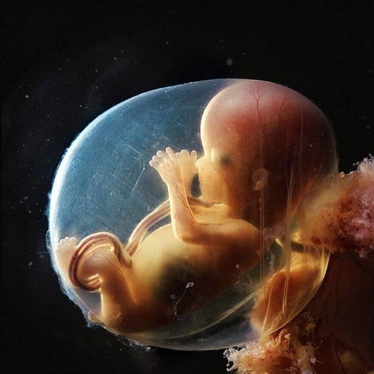 تصاویر شگفت انگیز از روند کامل شدن جنین (+عکس)