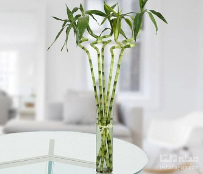 این ۷ گیاه آپارتمانی، هوای خانه را تمیز می‌کنند