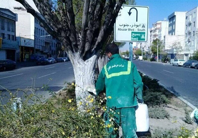 شهرداری تهران هشدار دارد: به این درختان اصلا دست نزنید (+عکس)