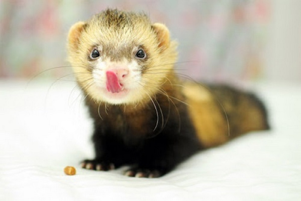 موش خرما چیست؟ بررسی انواع، غذا و صدای این حیوان (+عکس)