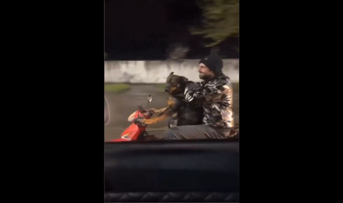 لحظات دیدنی از موتورسواری یک سگ در خیابان (فیلم)