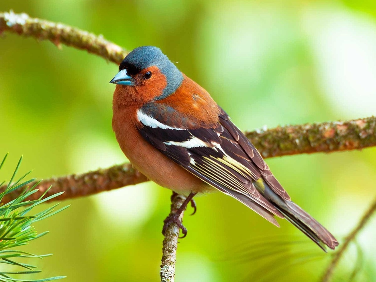 صدای زیبای پرندگان در طبیعت (فیلم)