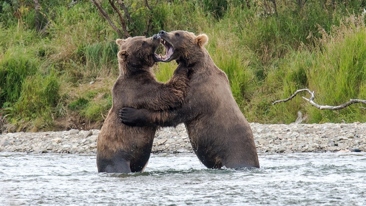 کشتی خرس‌های قهوه‌ای در طبیعت سوادکوه (فیلم)