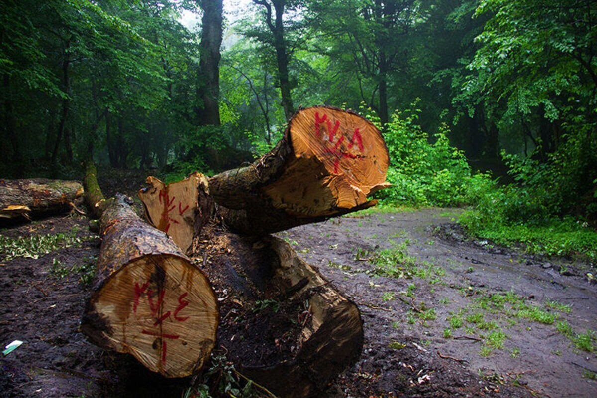 اعتماد : بعد از انقلاب، یک میلیون هکتار از جنگل های کشور نابود شده است