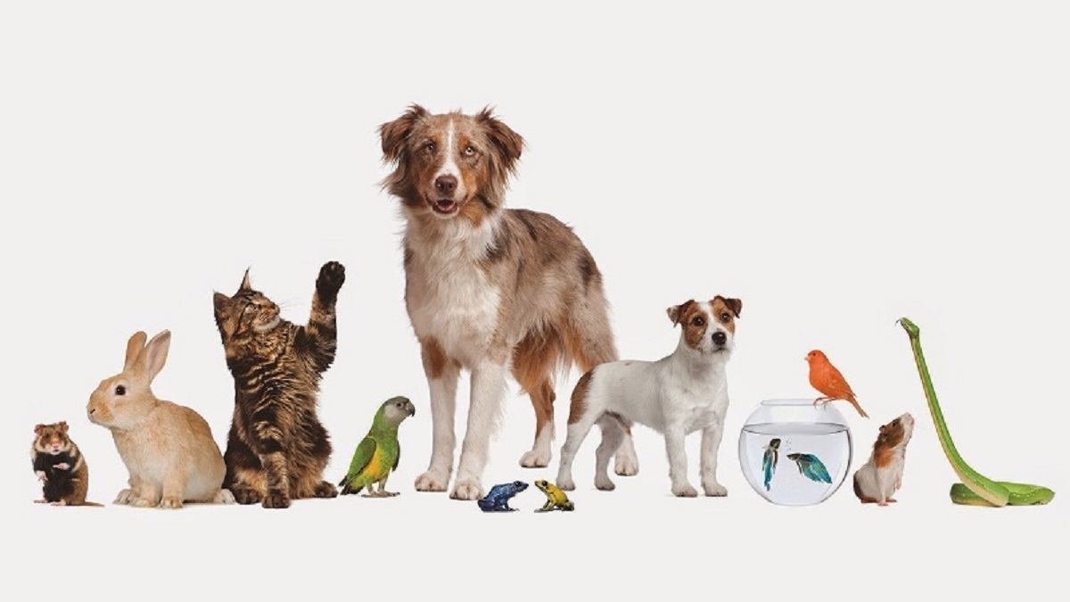 هزینه ویزیت سگ، گربه و پرنده های خانگی: شروع قیمت از ۴۰۰ هزار تومان (عکس)