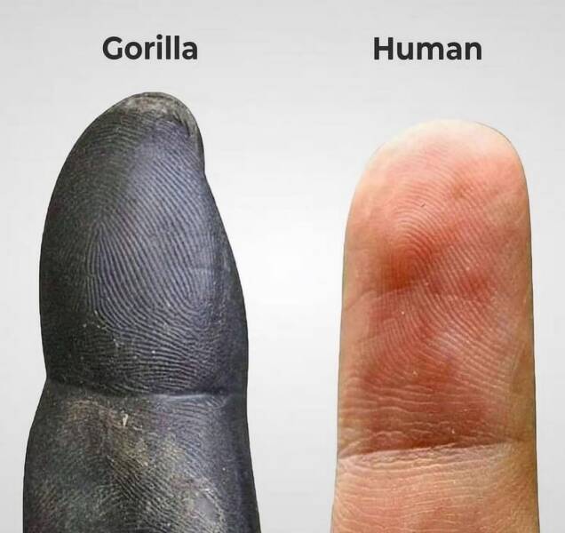 شباهت جالب اثر انگشت انسان گوریل! (عکس)