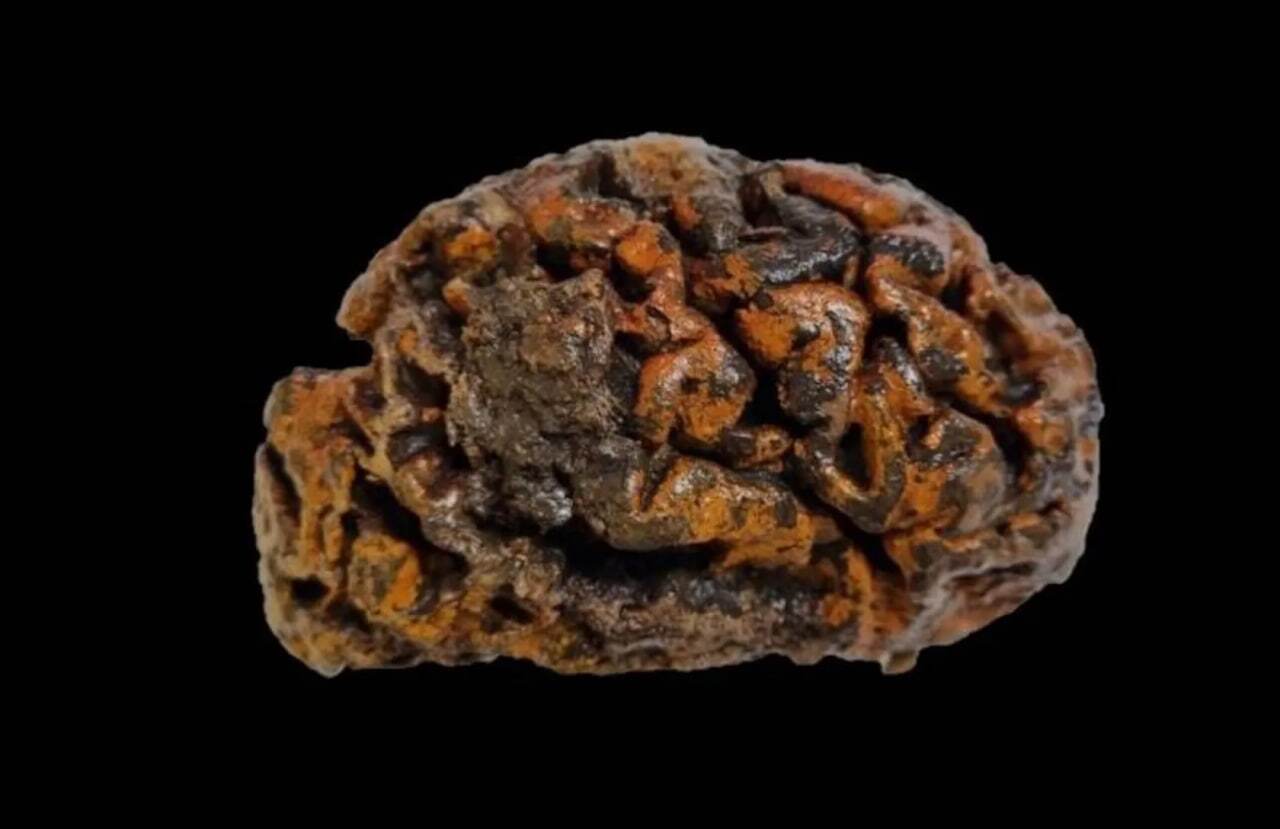 مغزهای باستانی ۱۲هزار ساله چگونه هنوز نپوسیده‌اند؟
