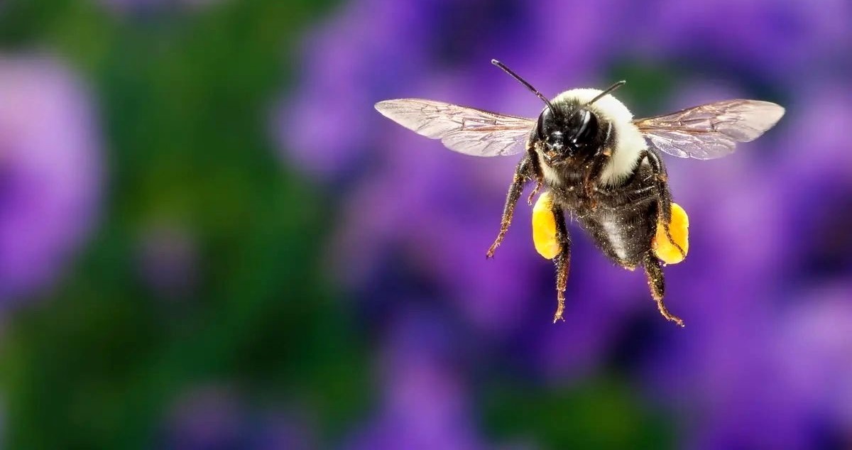 کشف تصادفی یک توانایی حیرت‌انگیز در زنبورها؛ زندگی زیر آب!