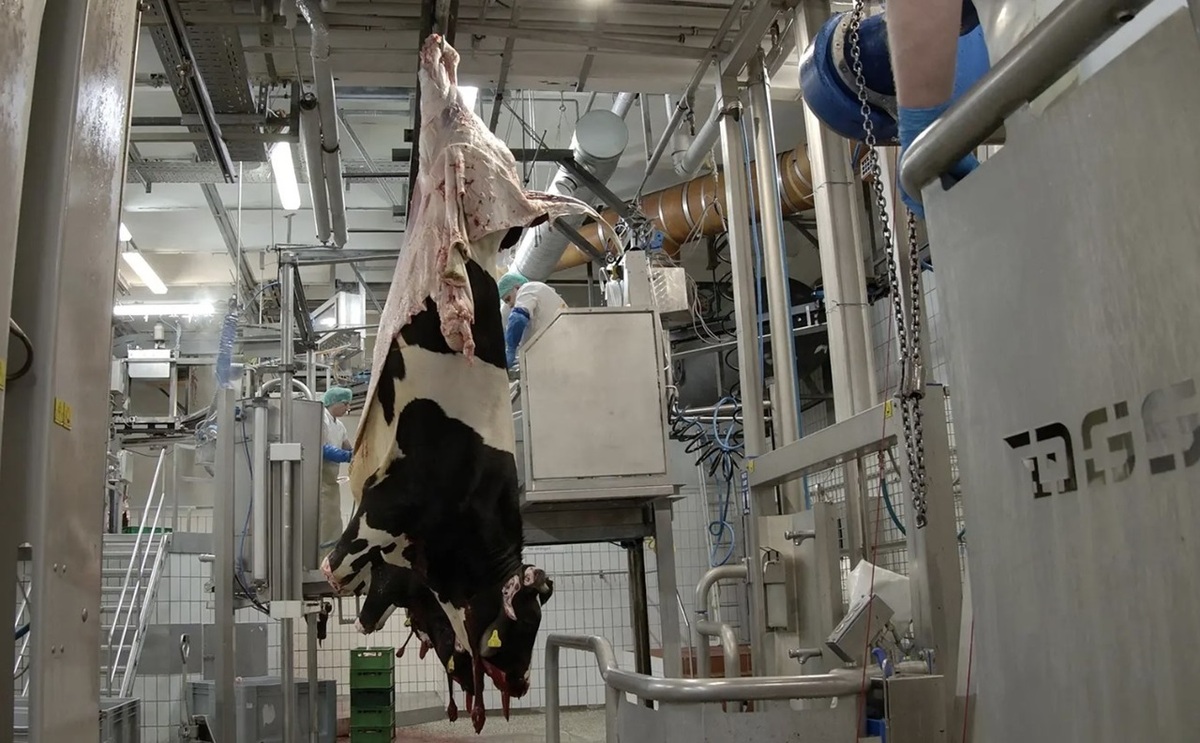 فناوری پرورش و پروار کردن گاو؛ کشتار و فرآوری گاو در کارخانه (فیلم)