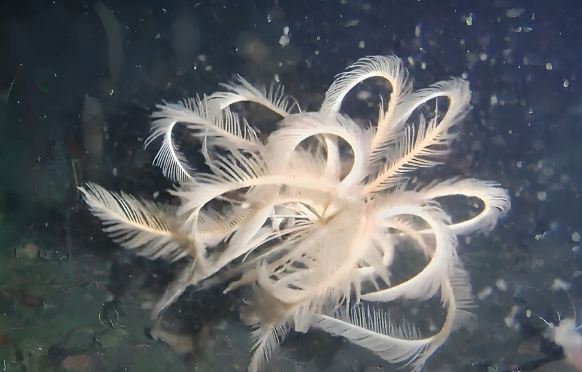 کشف گونه‌ای کمیاب از زنبق دریایی در قطب جنوب (فیلم)