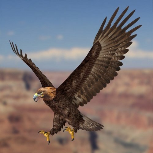 عقاب طلایی نادر ترین گونه عقاب در ایران
