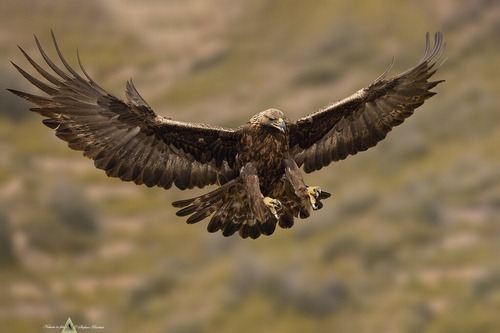 عقاب طلایی نادر ترین گونه عقاب در ایران