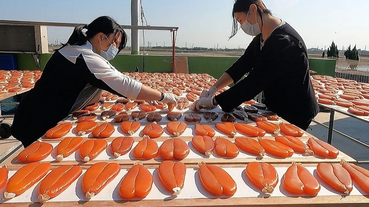 مراحل فرآوری تخم ماهی کفال توسط ماهیگیران تایوانی (فیلم)