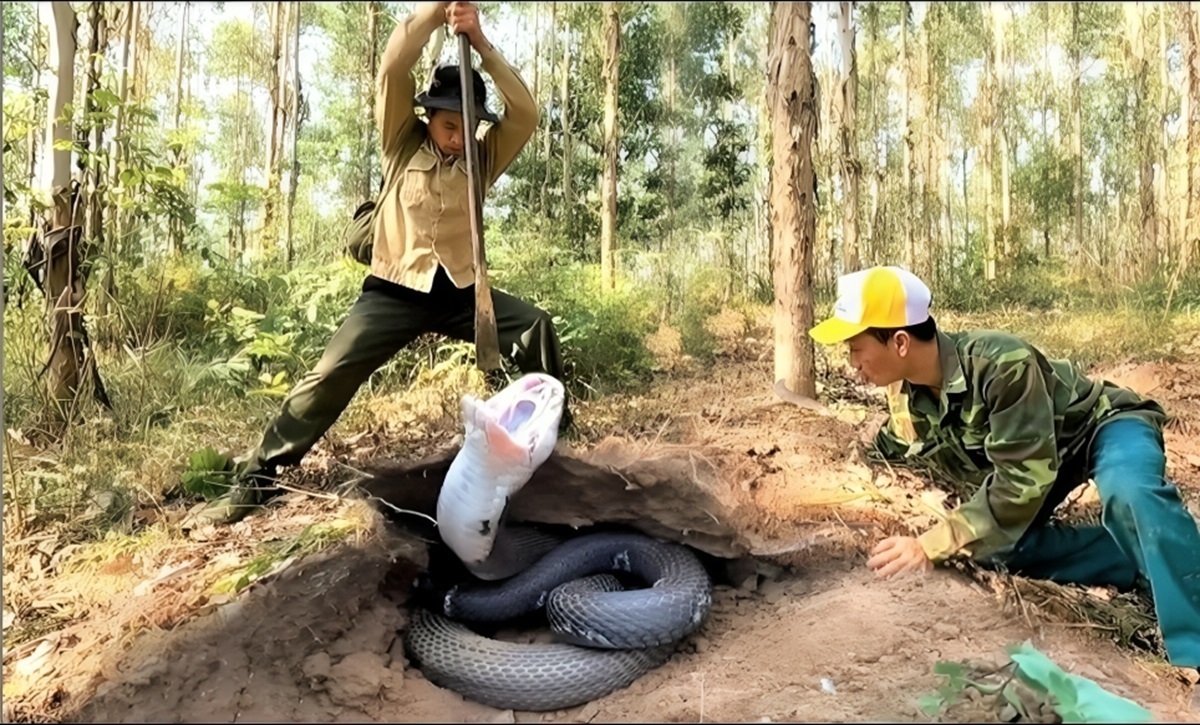 لحظه کشف و شکار شاه مار‌های کبرای بزرگ در ویتنام (فیلم)