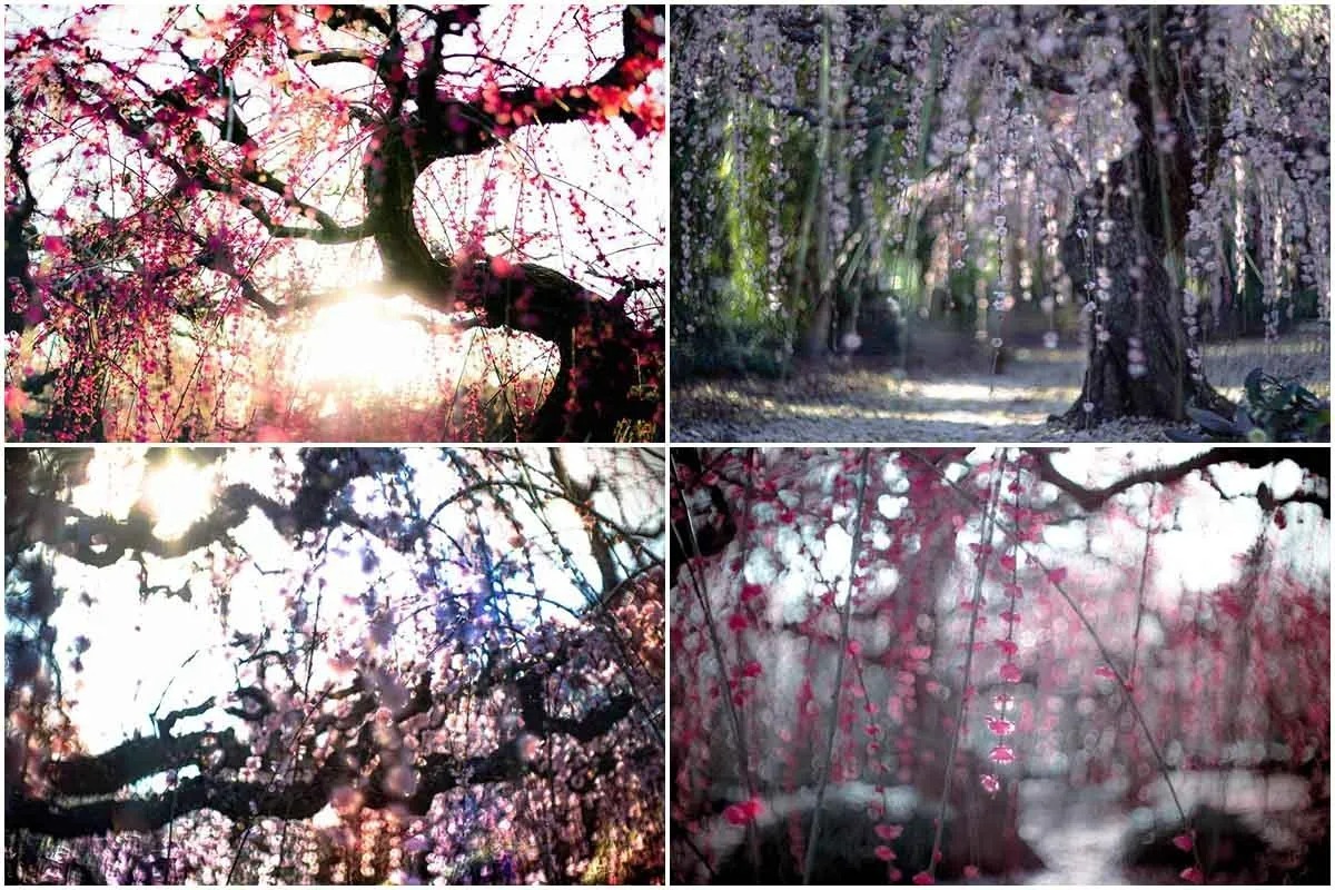 آغاز بهار در ژاپن با عطر سرمست‌کننده شکوفه‌های آلو(+عکس)