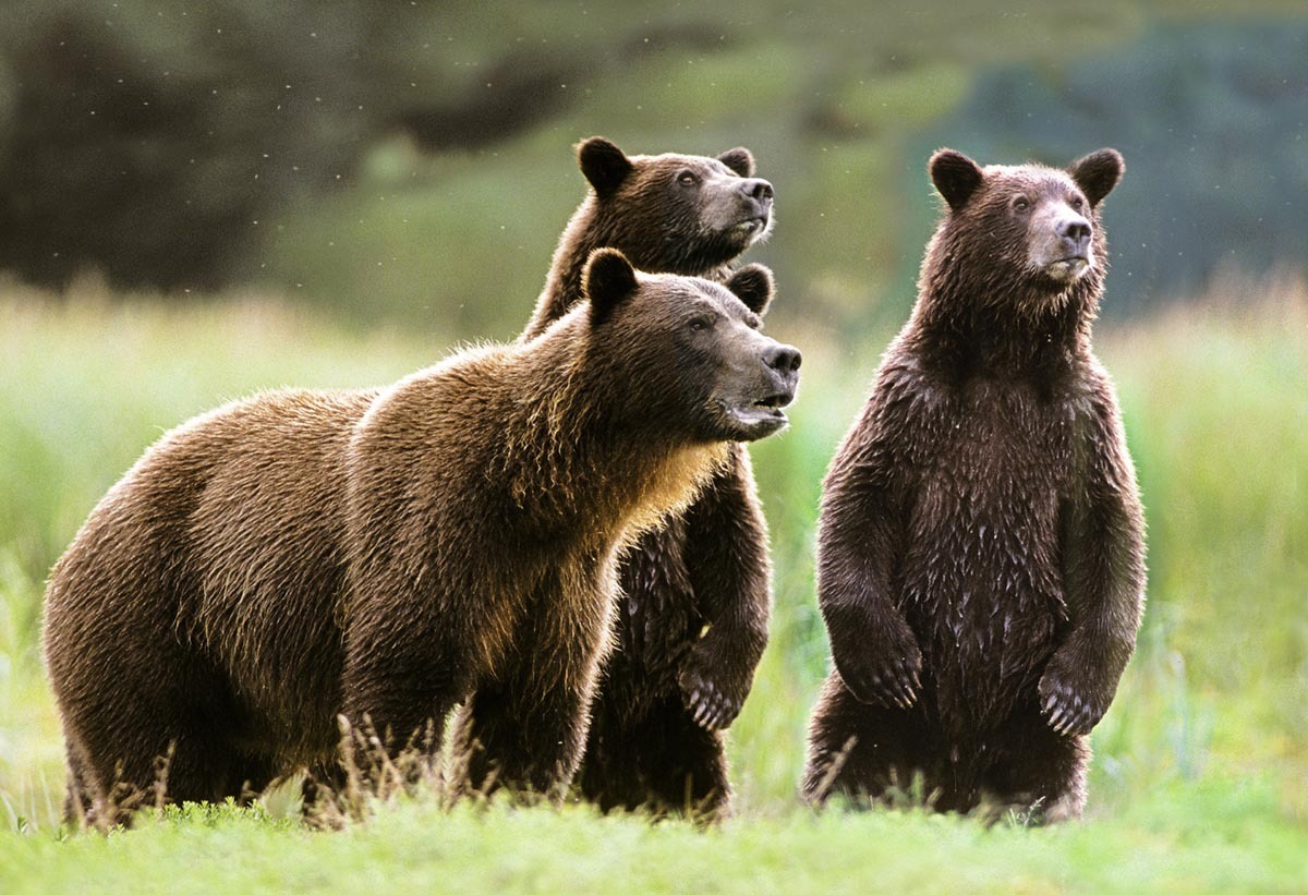 خرس‌های قهوه‌ای در جنگل‌های حفاظت شده قره داغ (فیلم)