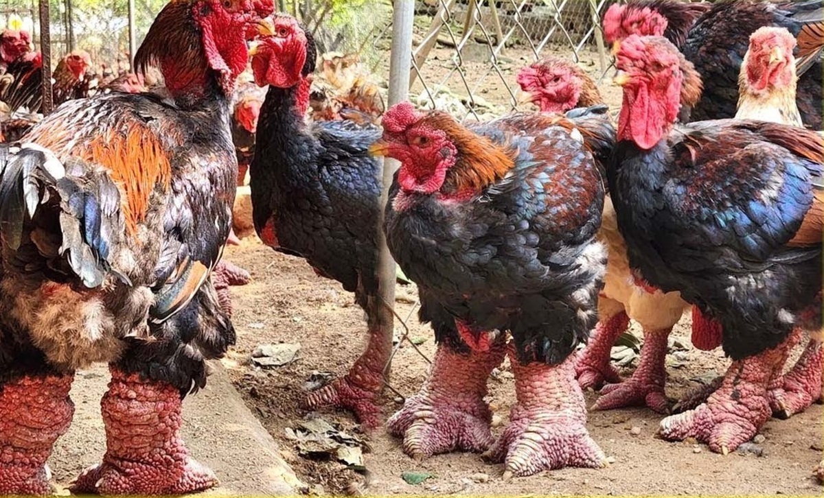 فرآیند پرورش هزاران مرغ پاگنده و محلی توسط کشاورزان شرق آسیایی (فیلم)