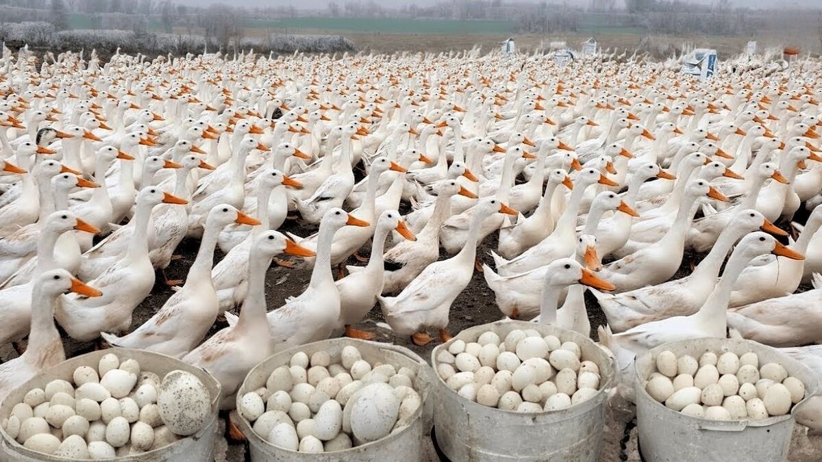 مراحل پرورش ۲ هزار اردک توسط یک کشاورز ویتنامی (فیلم)