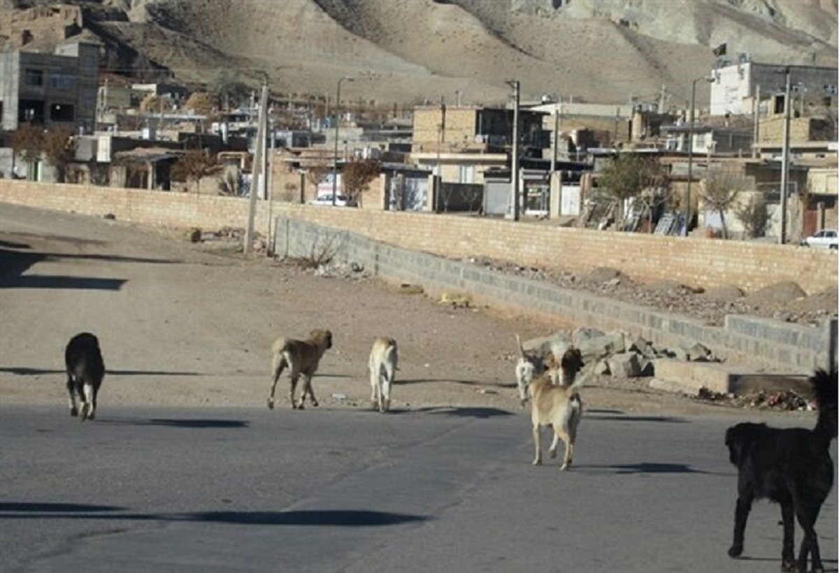 عضو هیأت علمی دانشگاه تهران: پرسه ۴۰۰ هزار سگ ولگرد در استان تهران