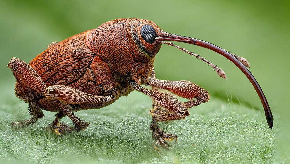 سوسکچه‌ بلوط ؛ پینوکیو دنیای حشرات! (عکس)
