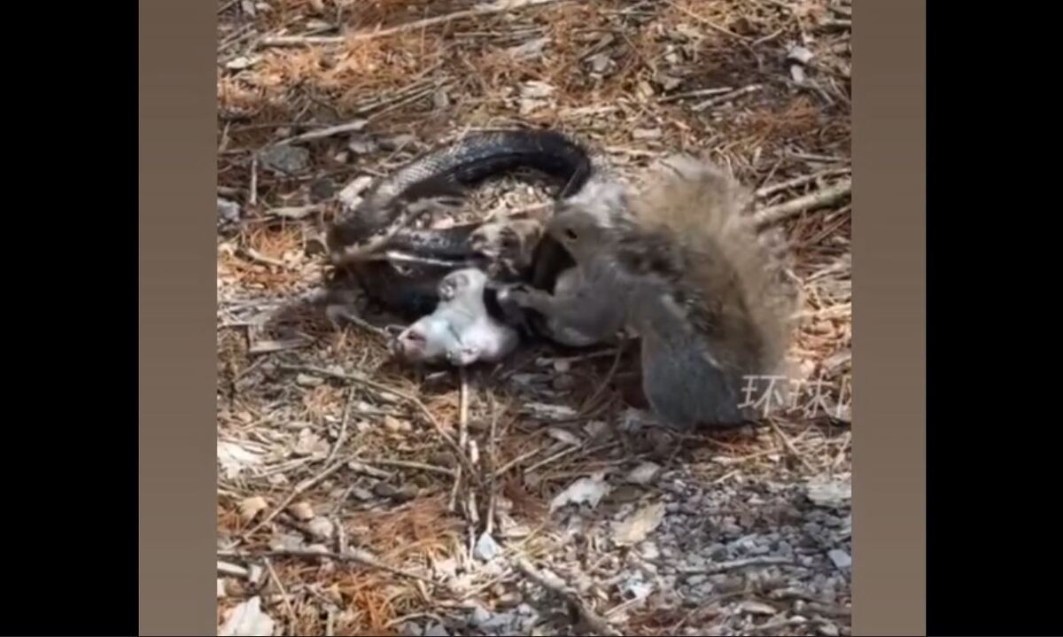 نبرد سنجاب فداکار با یک مار برای نجات هم نوعش (فیلم)