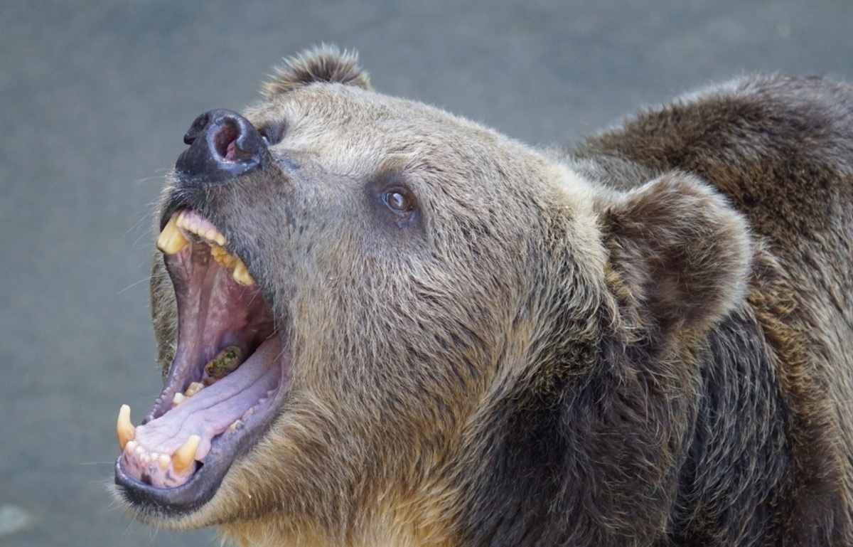حمله ناگهانی خرس به خودروی گردشگر (فیلم)