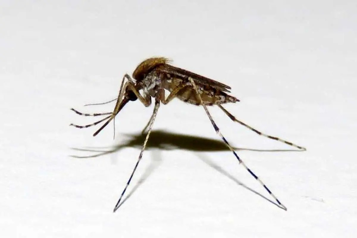 علائم و نشانه‌های مالاریا (اینفوگرافی)