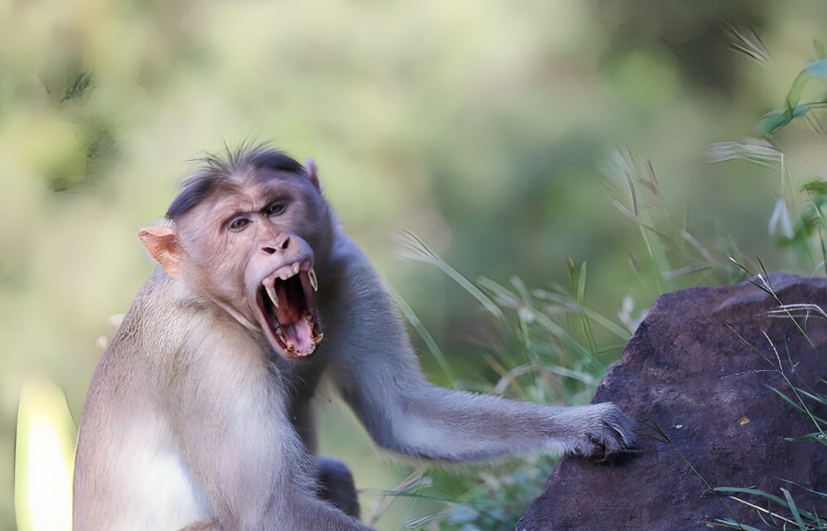 قلدربازی یک میمون برای ۲ مار کبری (فیلم)
